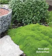  ??  ?? Moss plant (Scleranthu­s)