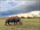  ?? Brendon Easton ?? SUDAN, a male northern white rhinoceros, is the subject of “The Last Rhino” on a new “Nature” on KOCE.