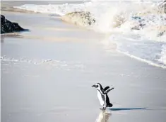  ??  ?? Bath time for this Africa penguin, one of the colony at Boulders in the Western Cape