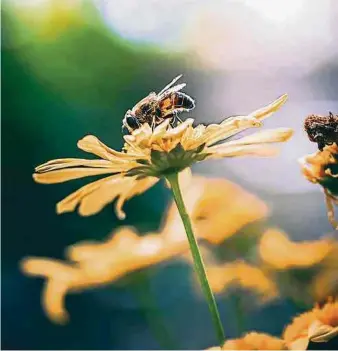  ?? Photos: C. ?? Même sans terrasse, mais juste avec un petit balcon, en milieu urbain, il est toujours possible de planter des plantes mellifères dans des pots et des bacs.