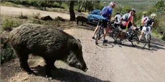  ?? (Photo doc Adeline Lebel) ?? L’invasion de sangliers et leur appétit à détruire les cultures : un problème dénoncé depuis longtemps par les agriculteu­rs varois.