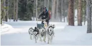  ??  ?? Thiessen says his dogs love pulling the sled. “When I’m pushing,” he says, “I’m helping them out. I’m one of the dogs. I’m the alpha dog, but I’m one of them.” The dogs, he says, are “my kids and my best friends.”