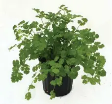  ?? RICHTERS ?? Frilly-leafed cilantro is Herb of the Year for 2017, even though many people, including, for a time, Sonia Day, hate its smell and flavour.