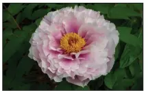  ?? (Special to the Democrat-Gazette/Janet B. Carson) ?? A close-up of this peony reveals multiple shades of pink in one bloom.