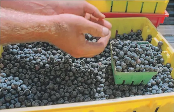  ?? | SUN- TIMES FILE PHOTO ?? Blueberrie­s have been studied for protection against many conditions, including heart disease, diabetes and dementia.