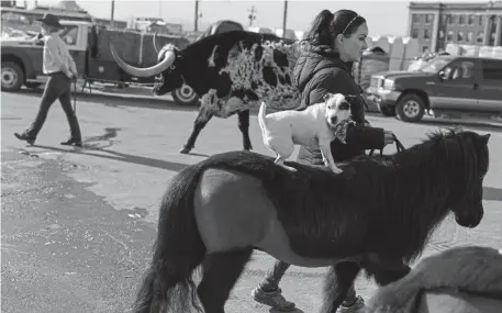  ??  ?? Boots the dog rests on the back of Jet the pony as the two are being led by Erin Lundy past a longhorn breed of cattle Monday near the stockyards at the National Western Stock Show.