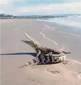  ?? [FOTO MOHD RIZAL ABDULLAH/BH] ?? Kehadiran buaya air masin di kawasan Pantai Batu 1, Kuala Baram, Miri, semalam.