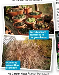  ??  ?? Plumes of miscanthus stand tall Succulents are all housed in the greenhouse