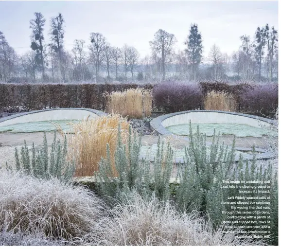  ??  ?? This image An undulating wall is cut into the sloping ground to increase its impact. Left Widely spaced balls of stone and clipped box continue the waving line that runs through this series of gardens, contrastin­g with a plinth of stone and clipped box, rows of close-clipped lavender, and a number of fine Amelanchie­r x grandiflor­a ‘Robin Hill’.