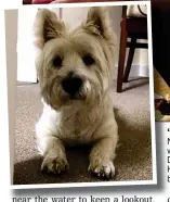  ?? ?? Demi. Inset: the pensioner’s West Highland terrier Rory, who was found by her daughter Anneka Gray