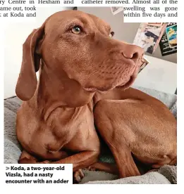  ?? ?? > Koda, a two-year-old Vizsla, had a nasty encounter with an adder