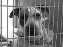  ?? YUMA SUN FILE PHOTO ?? THE HUMANE SOCIETY OF YUMA IS WAIVING all impound and boarding fees that accrue from July 4 though July 8 for animals that have entered the shelter between July 4 and July 6. Licensing fees still apply. HSOY’s shelter location will be closed July 4 and...