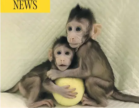  ?? SUN QIANG AND POO MUMING/CHINESE ACADEMY OF SCIENCES VIA THE ASSOCIATED PRESS ?? Cloned macaque monkeys Zhong Zhong and Hua Hua sit together with a fabric toy. For the first time, researcher­s have used the cloning method that produced Dolly the sheep to create two healthy monkeys, potentiall­y bringing scientists closer to being...