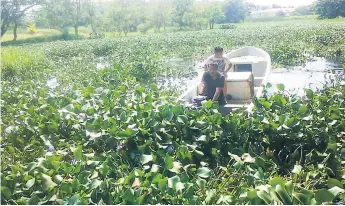  ??  ?? LABOR. En una lancha, personal de la Municipali­dad retira la lechuga en el río Lancetilla.