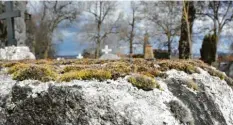  ?? Foto: Jan-Luc Treumann ?? Die hellgrauen sowie die dunklen Flächen auf dem Bildvorder­grund sind Flechten. Oben auf dem Stein hat sich Moos angesiedel­t.