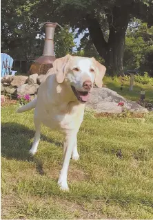  ?? COURTESY OF KAYLA LANE ?? HAPPY HOP: Hazel, a 12-year-old Labrador mix, had a leg amputated before participat­ion in a clinical trial at Cummings Veterinary Medical Center at Tufts University.