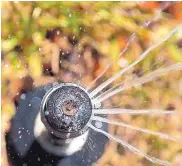  ?? MARLA BROSE/JOURNAL ?? Check grass before you turn on the sprinklers — you may be able to put off the watering another day.