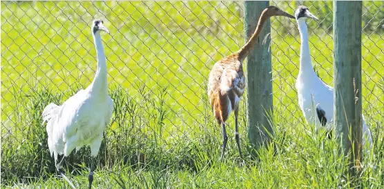  ?? GAVIN YOUNG ?? Endangered Whooping Cranes and their chick walk in their home at the Calgary Zoo’s Devonian Wildlife Conservati­on Centre south of Calgary.