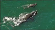  ?? ASSOCIATED PRESS FILE ?? A female right whale swims with her calf off the Georgia coast in 2009. Seven weeks into the endangered species’ calving season this year, not a single newborn has been seen off the Southeast U.S. coast.