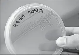  ??  ?? A pseudomona­s species of beneficial microbes at the 3Bar Biologics lab.