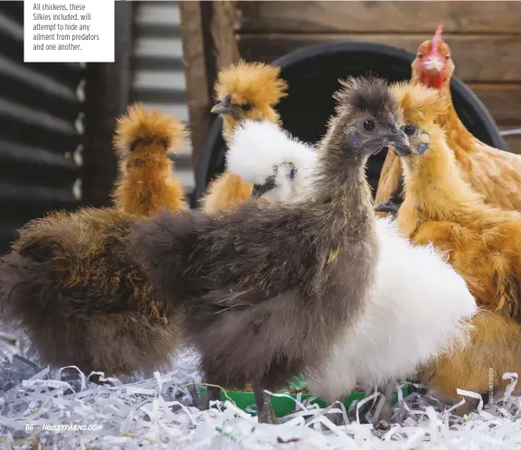  ??  ?? All chickens, these Silkies included, will attempt to hide any ailment from predators and one another.