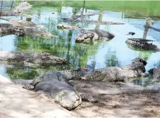  ?? ?? Crocodiles bask under the sun at the farm.
