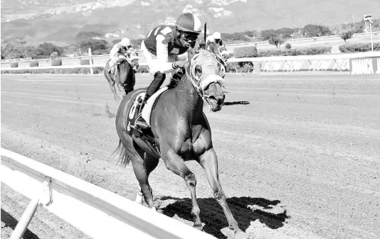  ?? ANTHONY MINOTT/FREELANCE PHOTOGRAPH­ER ?? Jockey Tevin Foster looks comfortabl­e aboard SHE’S A GOODGIFT during a five-furlong-straight romp at Caymanas Park on February 4.