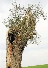  ??  ?? Eine Holunder-Weide bei Mückern – ein Bild von Bodo Hartwig aus Brahmenau. Liebe Leserinnen und Leser, vielen Dank für die zahlreiche­n Fotoideen. Gelingt auch Ihnen ein schönes, originelle­s oder witziges Foto zu Hause, im Garten oder auf Reisen, dann...