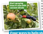  ??  ?? Start spraying trees in June with calcium nitrate