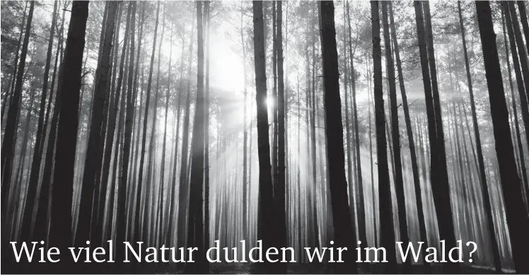  ?? Fotos: ZB/Andreas Lander; dpa/Patrick Pleul (2); dpa/Bernd Settnik ?? Monokultur­en wie dieser Kiefernfor­st in Brandenbur­g sind besonders anfällig für Schädlings­befall und Pflanzenkr­ankheiten.