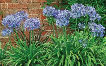  ??  ?? Blue belle: The Blue African Lily is known for its shimmering blue drumstick flowers