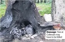  ??  ?? Damage Tree at Coilessan may have to be felled