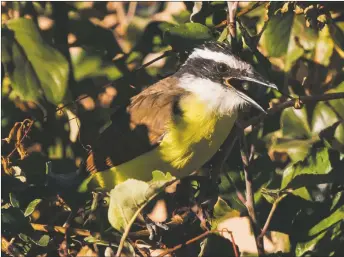  ??  ?? This great kiskadee was the first ever reported in Taos County, bringing great joy to a group of local birders in October.