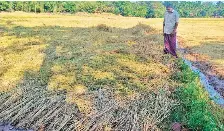 Unseasonal rain hits rice and coffee harvests - PressReader