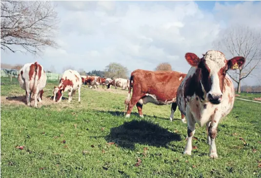  ??  ?? Breeders of ayrshire cattle will discuss their ward system and registrati­on costs at their annual conference in Southland next week.