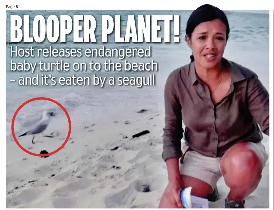  ??  ?? Predator: Gull, circled, swoops in pursuit of baby turtle as Liz Bonnin talks to camera of the importance of protecting them