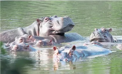  ?? FERNANDO VERGARA PHOTOS THE ASSOCIATED PRESS ?? Hippos float in the lake at Hacienda Napoles Park, once the private estate of drug kingpin Pablo Escobar in Colombia.
