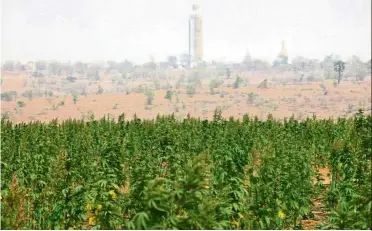  ??  ?? Illegal enterprise: One of the pictures circulatin­g online of the marijuana field in Ngunzun township near Mandalay. — AFP