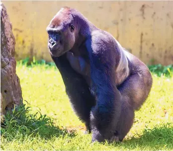  ?? COURTESY OF SMITHSONIA­N NATIONAL ZOO ?? Kojo, a 19-year-old male gorilla from the Smithsonia­n National Zoo, is the BioPark Zoo’s newest resident. He replaces Marcus, a 35-year-old gorilla who lived at the BioPark for decades and was recently moved to a zoo in a neighborin­g state. The transfers were recommende­d as part of the western lowland gorilla Species Survival Plan, managed by the Associatio­n of Zoos and Aquariums. See story,