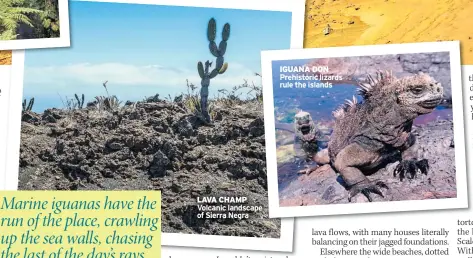  ??  ?? LAVA CHAMP Volcanic landscape of Sierra Negra IGUANA DON Prehistori­c lizards rule the islands