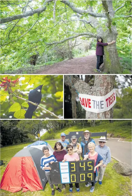  ?? Photo / Jason Oxenham ?? Clockwise from top: Annette Perjanik with her favourite oak tree; a tui feeds on flowers in a flame tree; day nine of the protest after the Tu¯puna Maunga Authority said it would chop down 345 mature exotic trees from the summit of
wairaka-Mt Albert; residents keep a scoreboard of the protest. The maunga and its trees (far left).