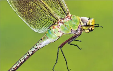  ?? JUDY GALLAGHER ?? A common green darner. A study involving citizen scientists has revealed some interestin­g things about these insects.