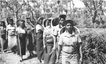  ??  ?? Harvesters in Sri Lanka’s Bearwell tea estate, which has adopted sustainabl­e land management along its supply chain.