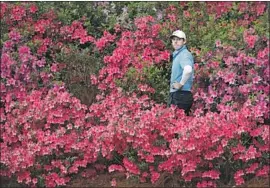  ?? David J. Phillip Associated Press ?? THE AZALEAS ARE BEAUTIFUL this time of year at Augusta, but Rory McIlroy can’t enjoy it. However, he did save par after punching out on 13th hole.
