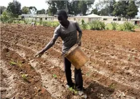  ?? FOTO: DIEU NALIO CHERY/AP/TT ?? ■
Roodymanch­e Lomane planterar potatis i sitt grönsaksla­nd i Oriani i Haiti. En kraftig El Niño kan innebära torka i Karibiska havet och delar av Sydamerika. Arkivbild.