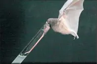  ?? By Alastair Macewen, Nat Geo TV ?? Tongue’s feat: The long-tongued bat’s body is only 2½ inches long.