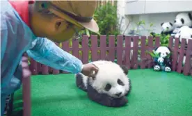  ?? — AFP ?? A zoo attendant pats a four-monthold female giant panda cub during the cub’s unveiling inside the panda enclosure at the National Zoo in Kuala Lumpur on Saturday.