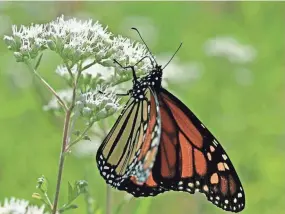  ?? JOURNAL SENTINEL FILES ?? A monarch butterfly feeds on a common boneset, a native wildflower common across Wisconsin.