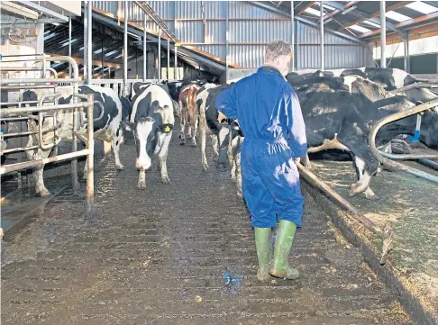 ?? ?? PRICED OUT OF MARKET: Many dairy farmers are contemplat­ing quitting due to the alarming rise in cost of feed.