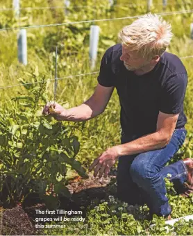  ??  ?? The first Tillingham grapes will be ready this summer